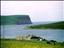 Calf of Eday
