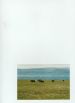 Swona cattle