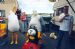 Sea gulls
