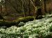 Snowdrops