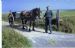 Last working horse on Stronsay?