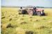 Cutting afield o undersown oats