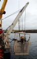 Royal Oak oil removal