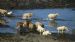 Shoreline sheep