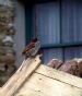 Mystery Bird 1st March 2012