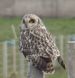 Short Eared Owl on the Swartland Road