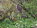 Long eared owl