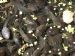 Tadpoles!