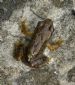Frog exodus