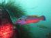 Cuckoo Wrasse 