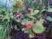 Hypericum x inodorum