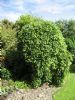Salix caprea 'Kilmarnock'