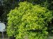Escallonia laevis 'Gold Ellen'