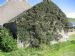 Cotoneaster