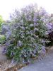 Buddleja 'Lochinch'