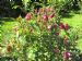 Red Grootendorst rose