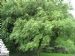 Ash tree