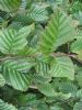 Hornbeam