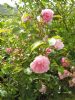 Rosa 'Felicia'