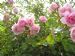 Rosa 'Felicia'