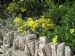 Brachyglottis 'Sunshine'