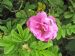 Close-up of Rosa rugosa 'Plena'