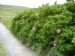 Hedge of Rosa rugosa 'Plena'