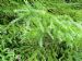 Larch
