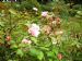 Rosa 'Albertine'
