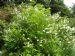 Deutzia