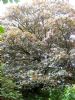 Acer pseudoplatanus - Sycamore
