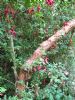 Fuchsia magellanica at Woodwick