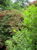 Spiraea salicifolia - bridewort