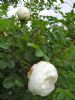 Rosa pimpinellifolia