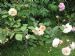 Rosa 'Buff Beauty'