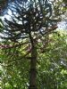 Monkey Puzzle - Araucaria araucana