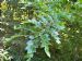 Leaves of Nothofagus dombeyi
