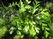 Turkey oak leaves