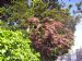 Double red hawthorn