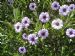 Olearia semidentata