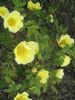 Rosa 'Canary Bird'