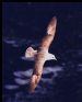 Fulmar in flight