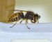Warm wasp