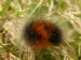 A little hairy caterpillar