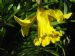Spring's delight