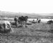 Harvesting at Scapa