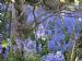 Bluebells. Hillside Road Stromness